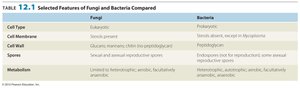 Table comparing fungi and bacteria
