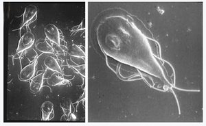 Scanning electron micrographs of Giardia lamblia