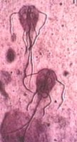 Giardia lamblia trophozoite showing flagella and nuclei