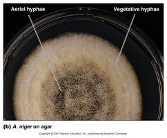 Aerial and vegetative hyphae of Aspergillus niger on agar