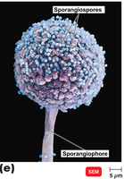 Sporangiophore with sporangiospores (Rhizopus)
