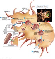 Diagram of the steps of phagocytosis