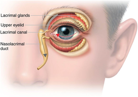Anatomy of the lacrimal apparatus in the eye
