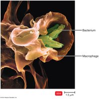 Macrophage engulfing a bacterium (SEM)