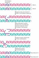 Steps of genetic recombination between homologous DNA sequences