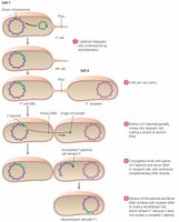 Hfr cell conjugation: chromosomal DNA transfer