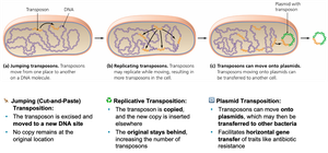 Transposon movement: jumping, replicating, and plasmid transposition