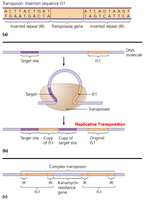 Structure of simple and complex transposons
