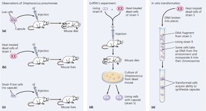Griffith's transformation experiment and bacterial transformation