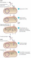 Transduction process: bacteriophage transfers DNA between bacteria