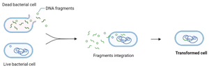 Bacterial transformation: DNA fragments from dead cell are taken up by live cell