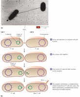 Bacterial conjugation: pilus formation and plasmid transfer