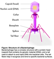 Structure of a bacteriophage