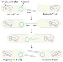 Conjugation mechanism: F plasmid transfer