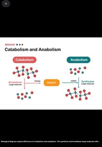 Diagram of catabolism and anabolism