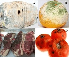 Spoiled fruits with mold and rot