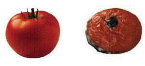 Comparison of fresh and chemically spoiled tomato