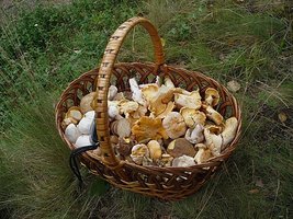 Basket of wild mushrooms