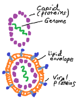 Diagram of naked and enveloped viruses