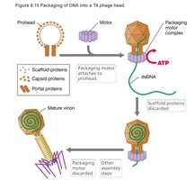 Insertion of T4 phage DNA into capsid