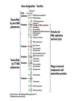 Gene map of T7 phage, showing early and late gene regions
