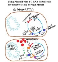 Use of plasmid with T7 RNA polymerase and promoter to express recombinant proteins in E. coli