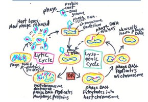 Lytic and lysogenic life cycles of lambda phage