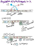 Regulation of lytic and lysogenic pathways in lambda phage