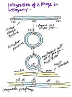 Integration of lambda DNA into host chromosome during lysogeny