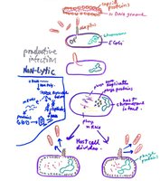 Life cycle of M13 bacteriophage
