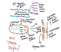 M13 phage display technology