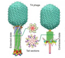 Structural organization of T4 bacteriophage