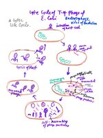 Life cycle of T4 phage of E. coli