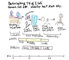 Timing of early, middle, and late gene expression in T4 phage