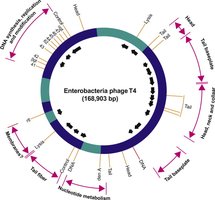 Map of T4 phage genome