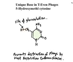 Unique base 5-hydroxymethylcytosine in T4 phage DNA