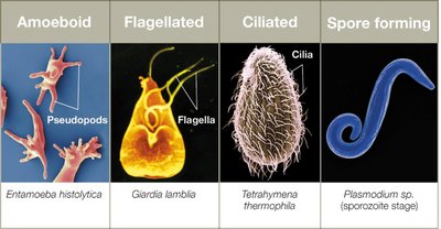 Protozoan motility types