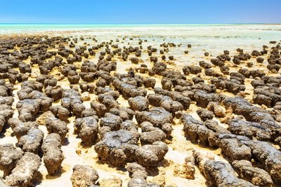 Stromatolites as evidence of early life