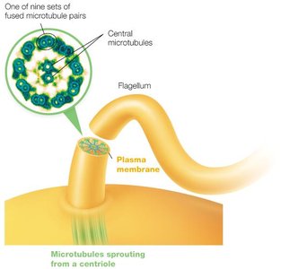 Eukaryotic flagellum structure