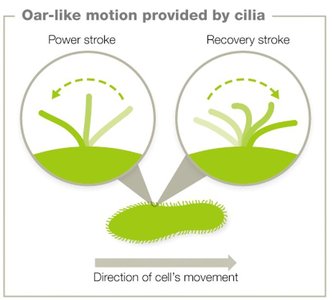 Cilia motion
