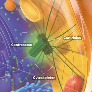 Centrosome and cytoskeleton