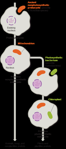 Diagram of endosymbiotic theory