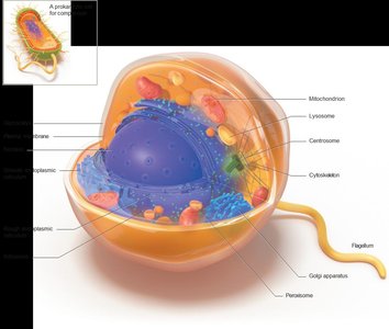Eukaryotic cell with labeled organelles