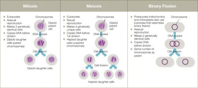 Comparison of mitosis, meiosis, and binary fission