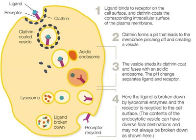 Receptor-mediated endocytosis