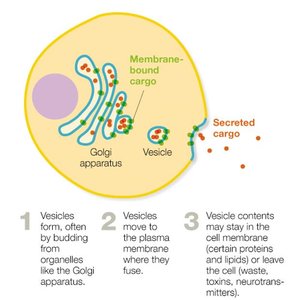 Exocytosis process