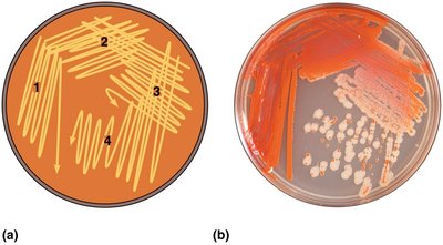 Streak plate method for isolating pure cultures