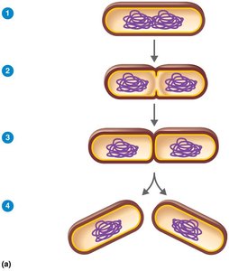 Binary fission in bacteria