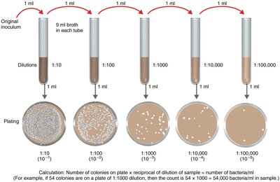 Serial dilutions and plate counts