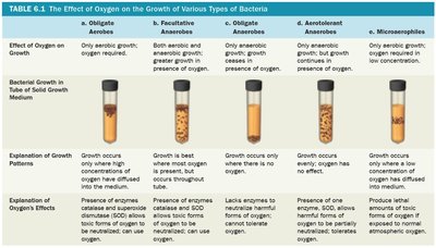 Effect of oxygen on bacterial growth
